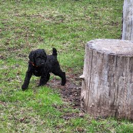 Poodle Puppies from Mn Poodles with Standards
