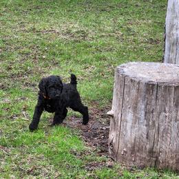 Poodle Puppies from Mn Poodles with Standards
