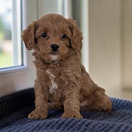 Cavapoo puppies from Adored Poodle & Doodles