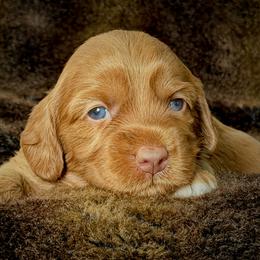 Pavlova - Caramel female Australian Labradoodle puppy in Stanwood, Washington from Victoria Creek Australian Labradoodles