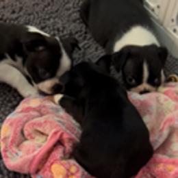 Boston Terrier puppies from Mid-Michigan Boston Terriers