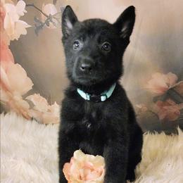 Teal - Black female German Shepherd puppy in Holden, Missouri from Shiloh's Shepherds & Ridgebacks