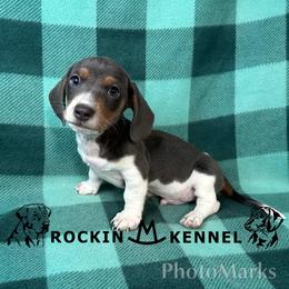 Blue Pie - Piebald male Dachshund puppy in George West, Texas from Rockin M Kennel