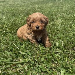 Purple female - Red female Maltipoo puppy in Ludlow, Missouri from Countryside Doodles and Mohr