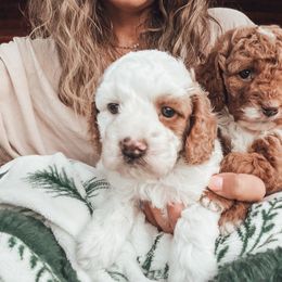 Copper - Blenheim male Cavapoo puppy in Idaho Falls, Idaho from Freckle Paw Family