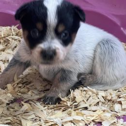 Girl 3 - Blue female Australian Cattle Dog puppy in Norton, Ohio from Australian Cattle Dog Company