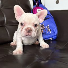 Hera - White female French Bulldog puppy in Middletown, Rhode Island from Royal Frenchies LLC