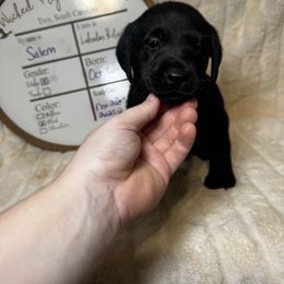Salem - Black male Labrador Retriever puppy in Troy, South Carolina from Wicked Flyer Retrievers