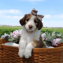Luna - White and gold female Bordoodle puppy in Ashland, Ohio from Cherry Blossom Doodles