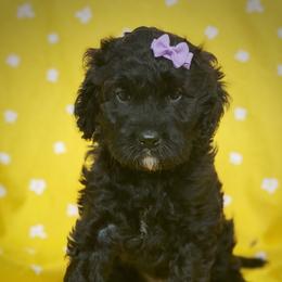 Cavalier King Charles Spaniel, Cavapoo, and Poodle Puppies from Red Skye Cavaliers and Cavapoos
