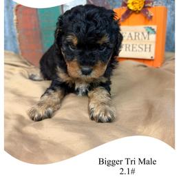 Black-bigger Tri  color - Tri-color male Cavapoo puppy in Clarksville, Iowa from Iowa Heartland Doodles