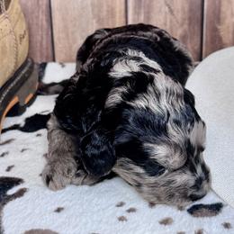 Dolly Pawton - Merle female Labradoodle puppy in Kingston, Georgia from CC Familydoodles