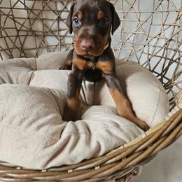 Orion (yellow) - Red and rust male Doberman Pinscher puppy in Hamilton, Ohio from Little Dragon Dobermans