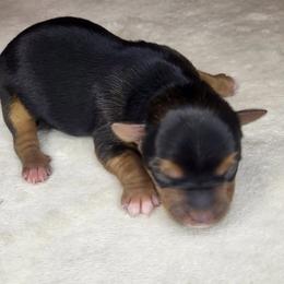 Boy standard 1 - Blue and gold male Yorkshire Terrier puppy in Willow Grove, Pennsylvania from Willow Grove Yorkie
