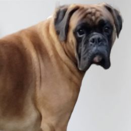 Boxers from Precious Paws Boxer puppies in WA
