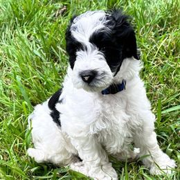 Svin - Black and chalk Australian Labradoodle puppy in Round Rock, Texas from North Austin Labradoodles