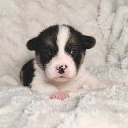 Winnie - Black and tan female Pembroke Welsh Corgi puppy in Northwood, Iowa from Sorrel Sands Corgis