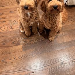 Goldendoodle and Shih Tzu All Grown Up from Shihtzuandoodlenc.LLC