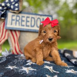 Purple - Red  female Goldendoodle puppy in Hesperia, Michigan from Red Acres Poodles & Doodles