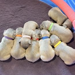 French Bulldog puppies from French Valley Miniature Goldendoodles & French Bulldogs