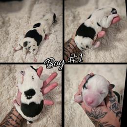 Boy 1 - Blue merle and white male Cardigan Welsh Corgi puppy in Natchitoches. La, Louisiana from Bleu Bayou Corgis