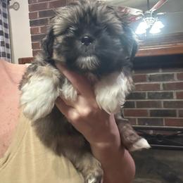 Carl - Tricolor male Shih Tzu puppy in Hickory, North Carolina from PAWSitive Breeders of the Carolinas