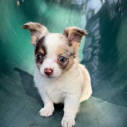 Stuart - White male Chihuahua puppy in Seneca, Missouri from Stephanie’s Puppy Colony