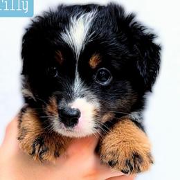 Tilly - Black tri female Miniature Australian Shepherd puppy in Punta Gorda, Florida from Christie's Creekside Aussies