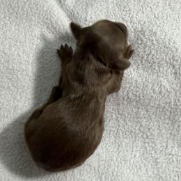 Jessie - Chocolate and tan female Dachshund puppy in Live Oak, Florida from Johnson’s Weiner Farm