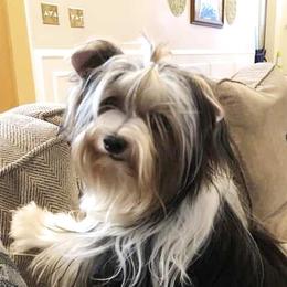 Hootie - Biewer Terrier