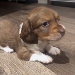 Dachshunds from Clover Farm