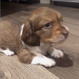 Dachshunds from Clover Farm