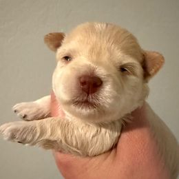 Girl 3 - Wheaten female Miniature Schnauzer puppy in Avondale, Arizona from Campos Schnauzers