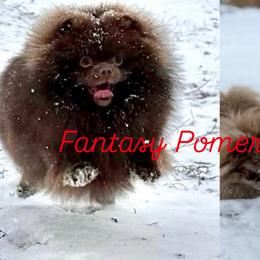 Australian Shepherds and Pomeranians from Fantasy Pomeranians