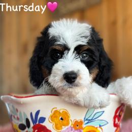 Thursday - Black tri-color female Aussiedoodle puppy in Lancaster, Minnesota from Finney Ranch