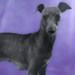 FABY - Italian Greyhound