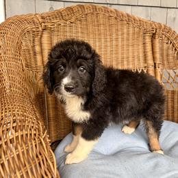 Winny - Black tri-color female Aussiedoodle puppy in Rochester, Massachusetts from Harmony Hill Doodles