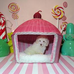 Poodle Puppies from Enrose Poodles