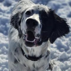 Tempe - English Setter