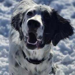 Tempe - English Setter