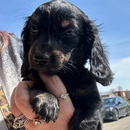 Missy - Black female Dachshund puppy in Saint Peter, Illinois from Ashton’s Doxies of Southern IL