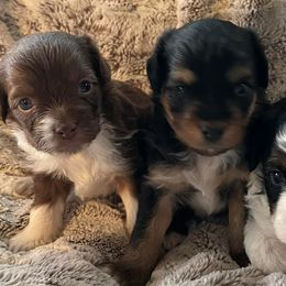 Aussiedoodles and Toy Australian Shepherds from IMR Aussie and Aussiedoodles
