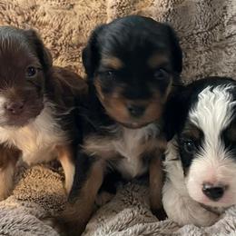 Aussiedoodles and Toy Australian Shepherds from IMR Aussie and Aussiedoodles