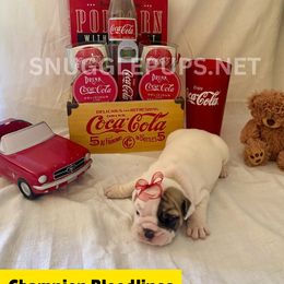 Pirate Jack - White male Bulldog puppy in Tremonton, Utah from Snuggle Pups