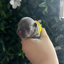 French Bulldog Puppies from K-way Frenchies