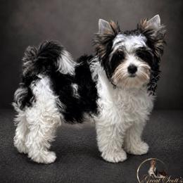 Biewer Terrier puppies from Great Scotts Biewers