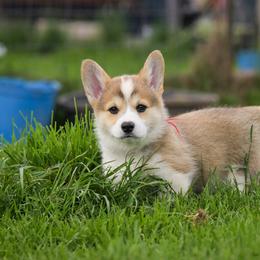 Red Boy - Red male Pembroke Welsh Corgi puppy in Penobscot, Maine from Corgi Bliss Pembroke Welsh Corgis
