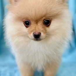 Boy 2 - Cream Pomeranian puppy in Decatur, Georgia from Pomma Momma Pomeranians