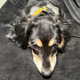 Winston - Dachshund