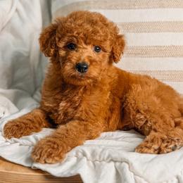 Willie - Red  male Goldendoodle puppy in Iola, Texas from Supreme Doodles of Texas